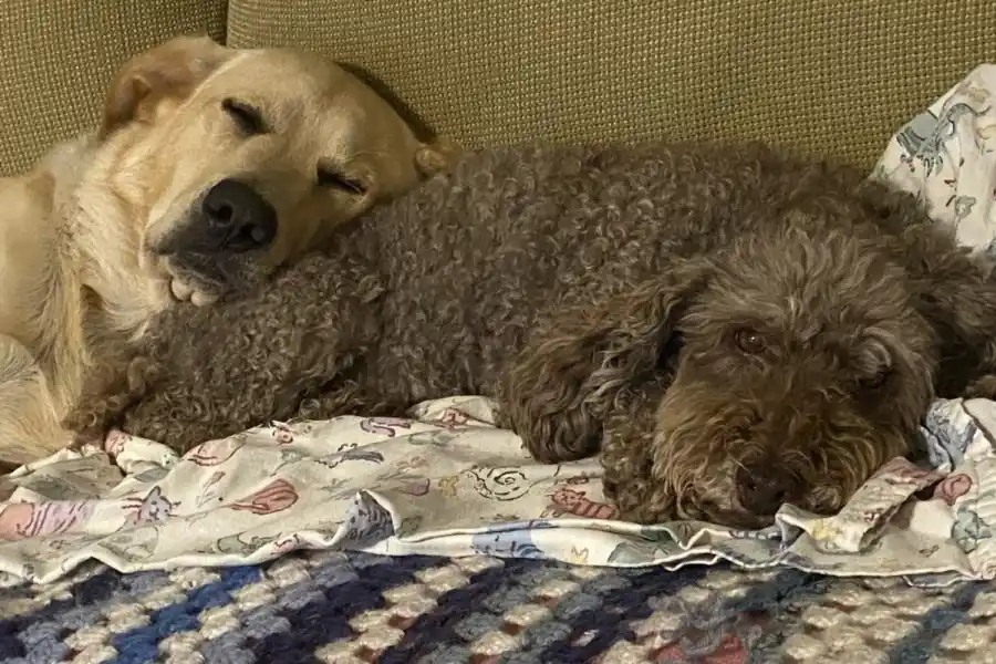 Scottie with poodle predecessor